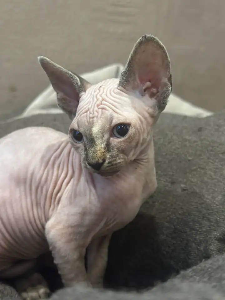 Канадский сфинкс котята, фотография 4