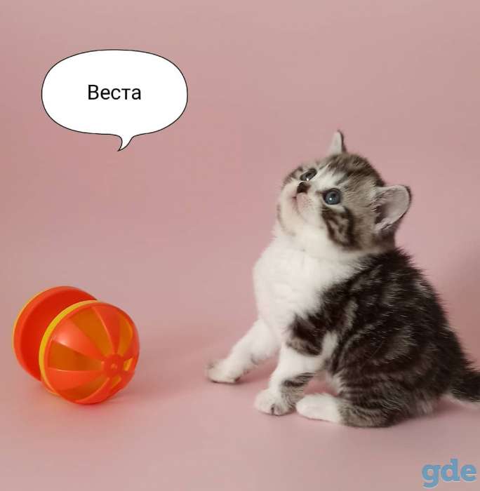 Вислоухие и прямоухие шотландские котята, фотография 2