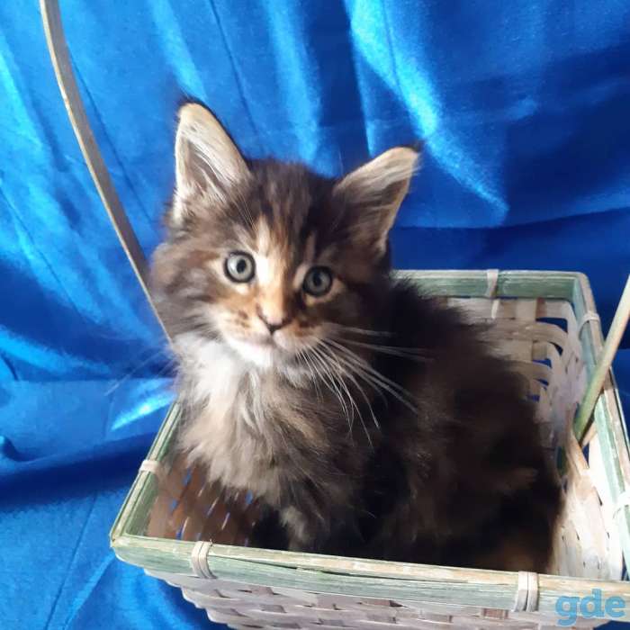 Котята Мейн-кун, фотография 5