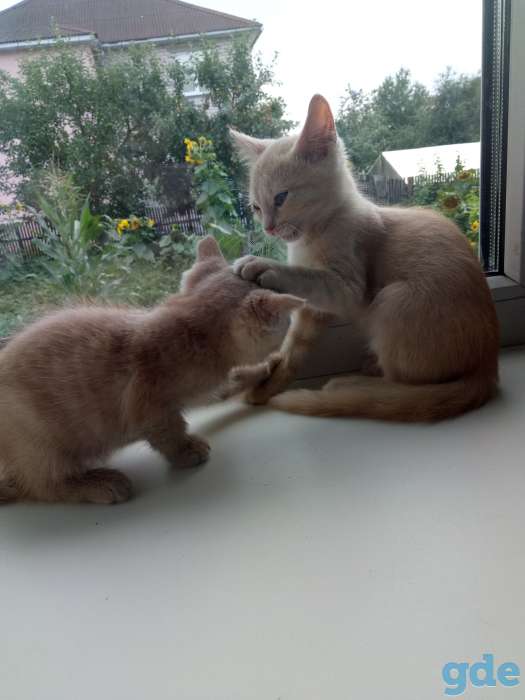 котята, фотография 6