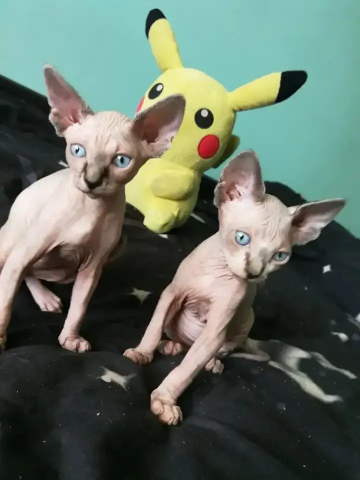 Котята девочки Канадский сфинкс, фотография 5