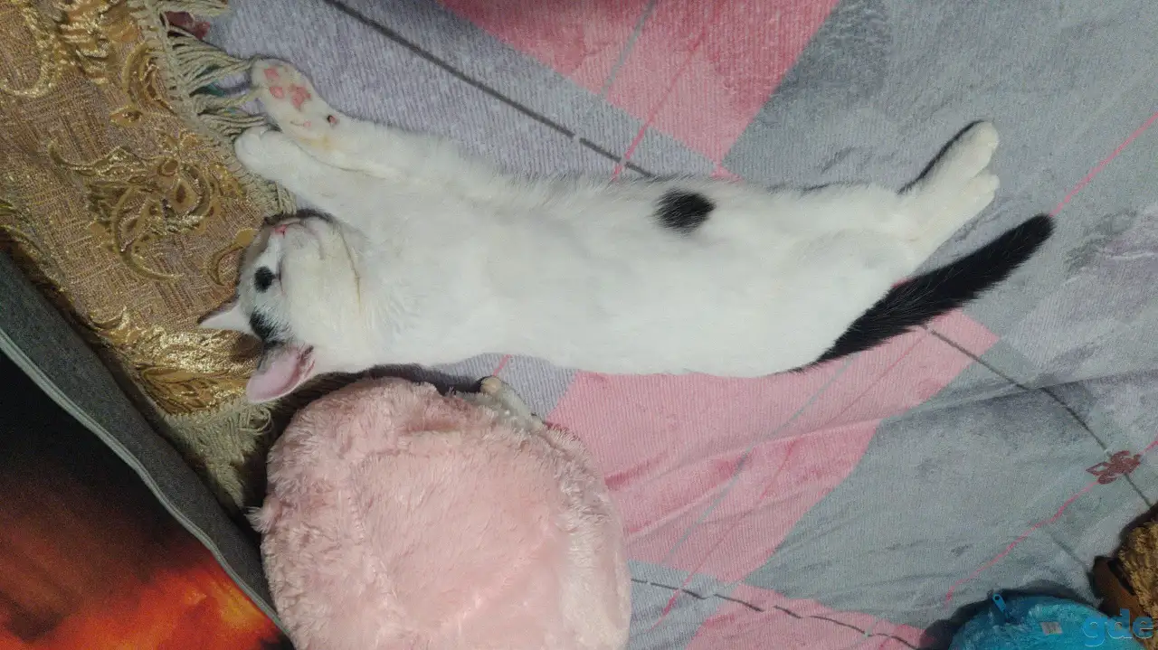 Котенок, фотография 1