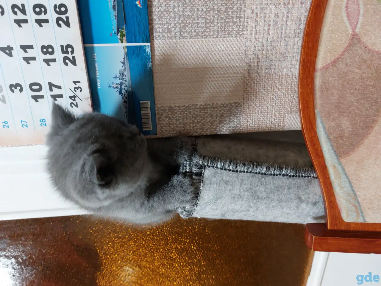 Британские котята, фотография 3