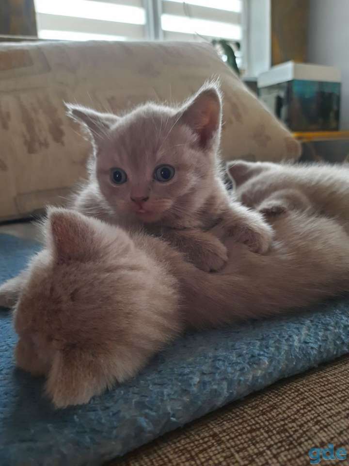 Котята, фотография 1