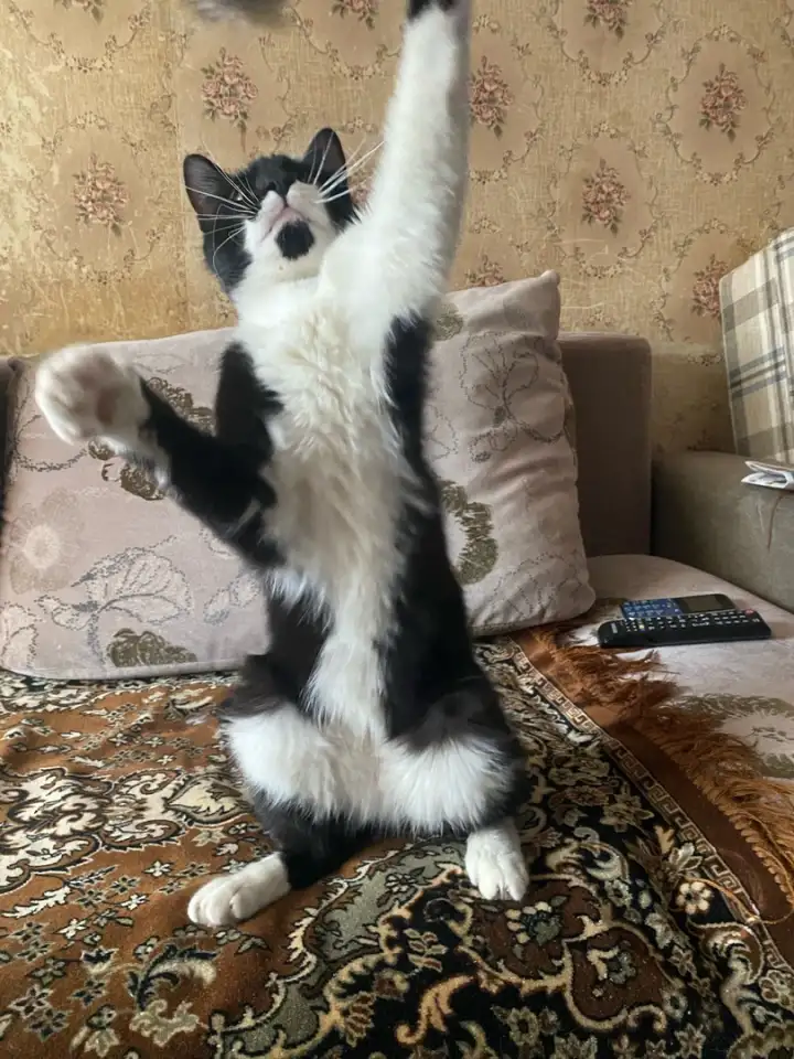 самый ласковый в мире кот ищет хозяев, фотография 1