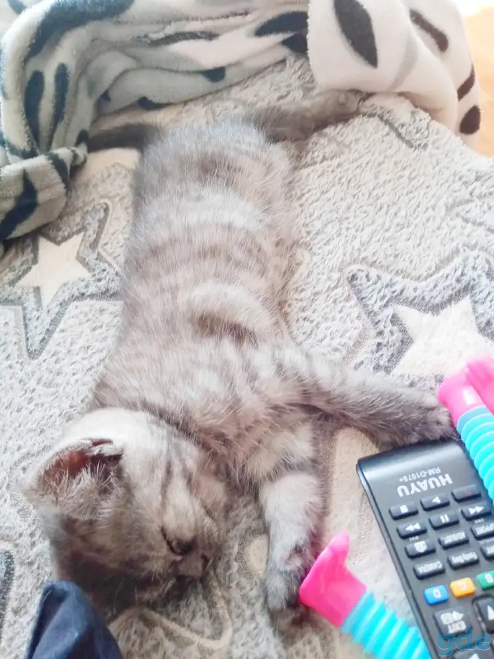 Шотландские котята, фотография 6