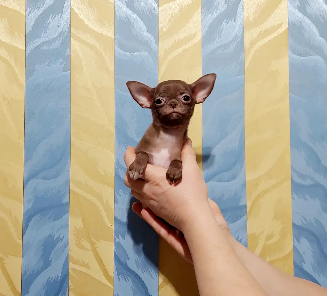 Мини чихуахуа, фотография 2