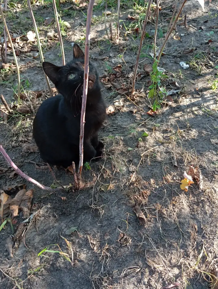 Котенок в дар, фотография 9