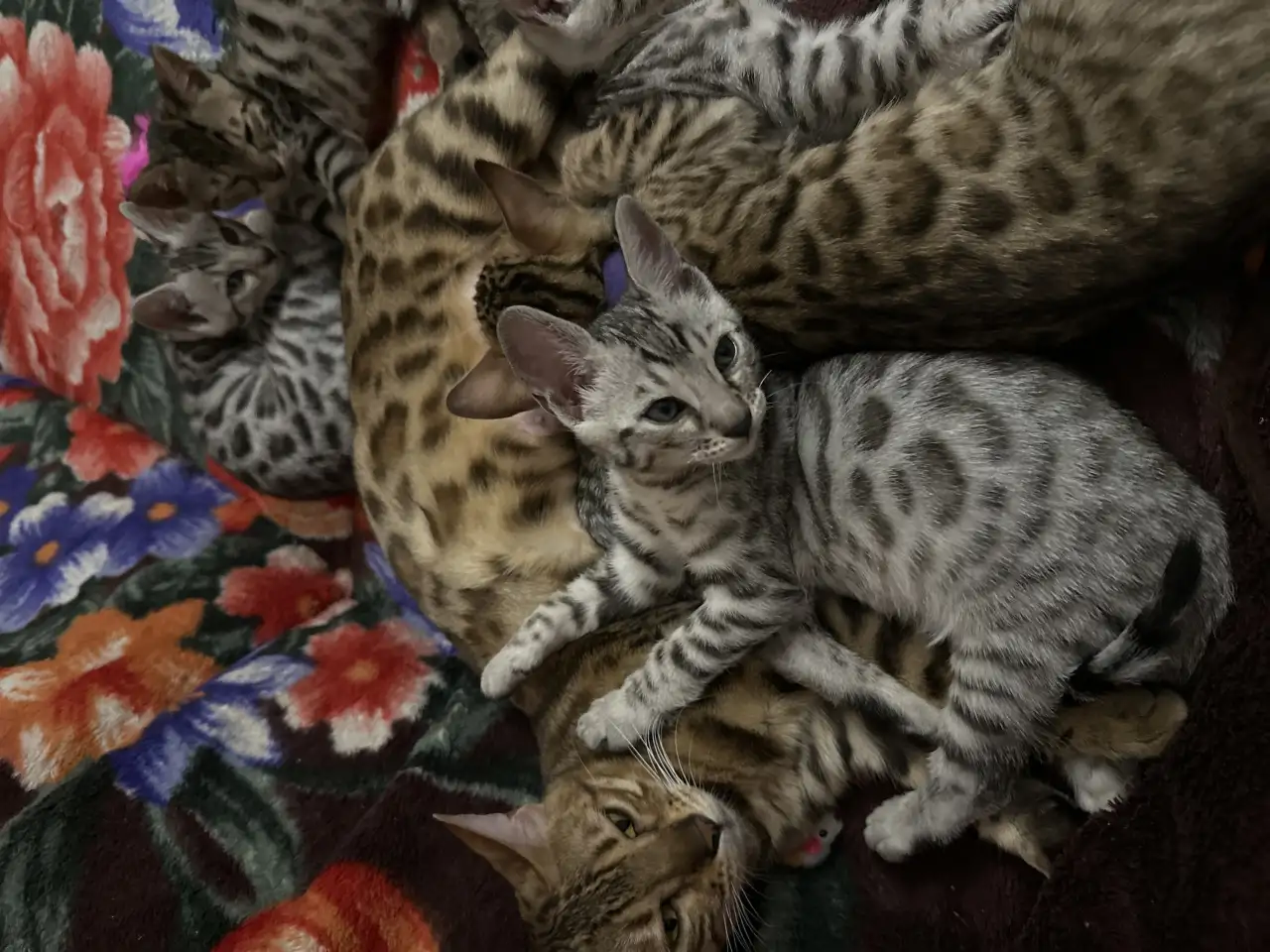 Продам котенка бенгалки, фотография 4