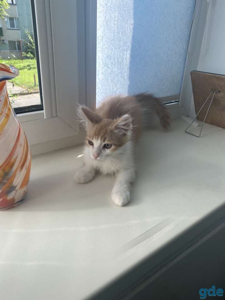 Отдам рыжего котенка-мальчика в дар, фотография 1