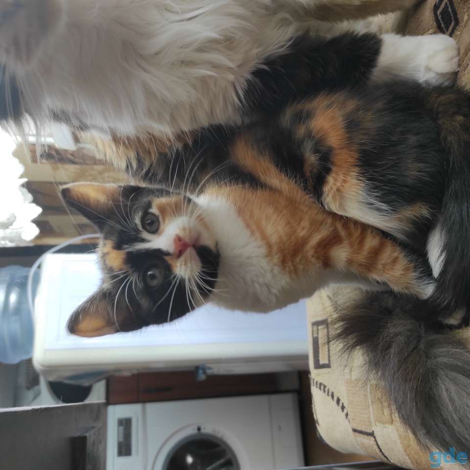 Котенок в дар, фотография 2