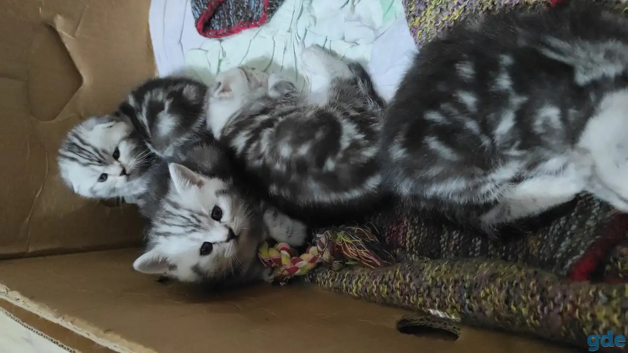 Шотландские мраморные котята, фотография 2