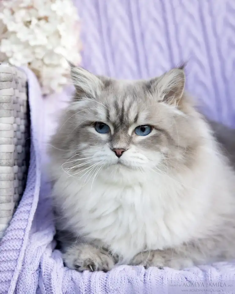 Сибирский кот, невский маскарадный кот ищет новую семью, фотография 6