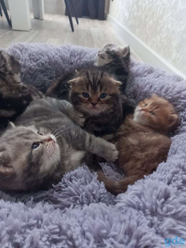 Шотландские котята, фотография 2