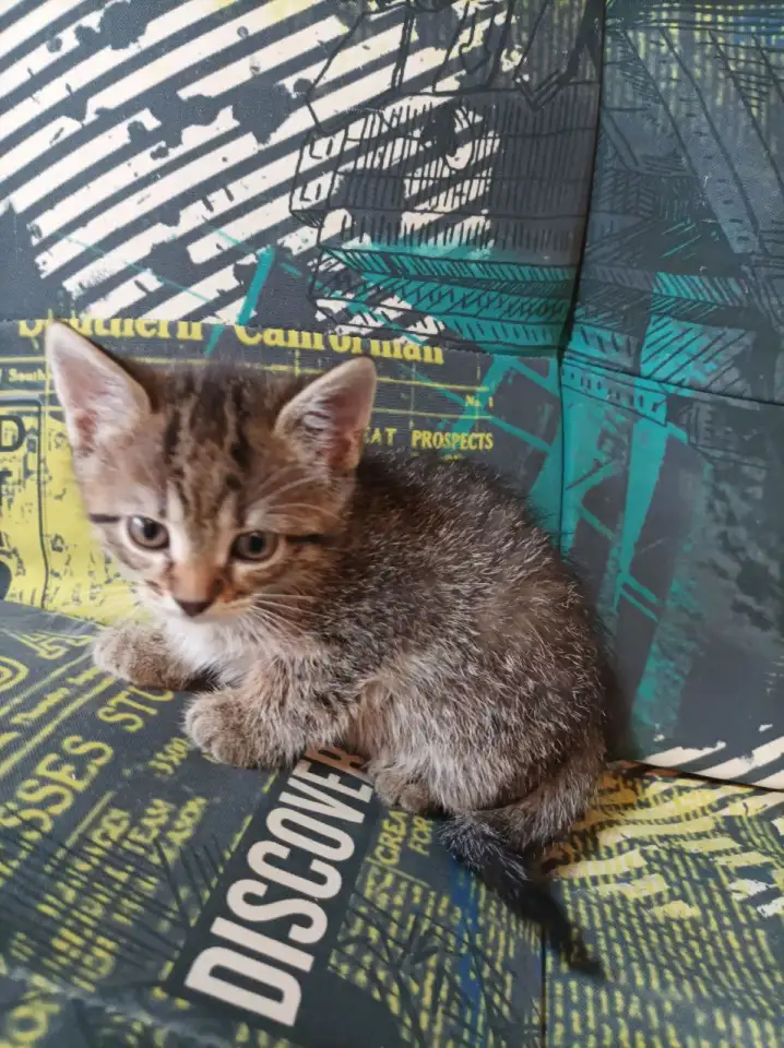 котята в добрые руки, фотография 4