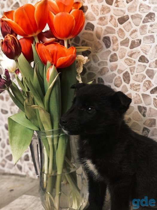Метис Лайки, фотография 7