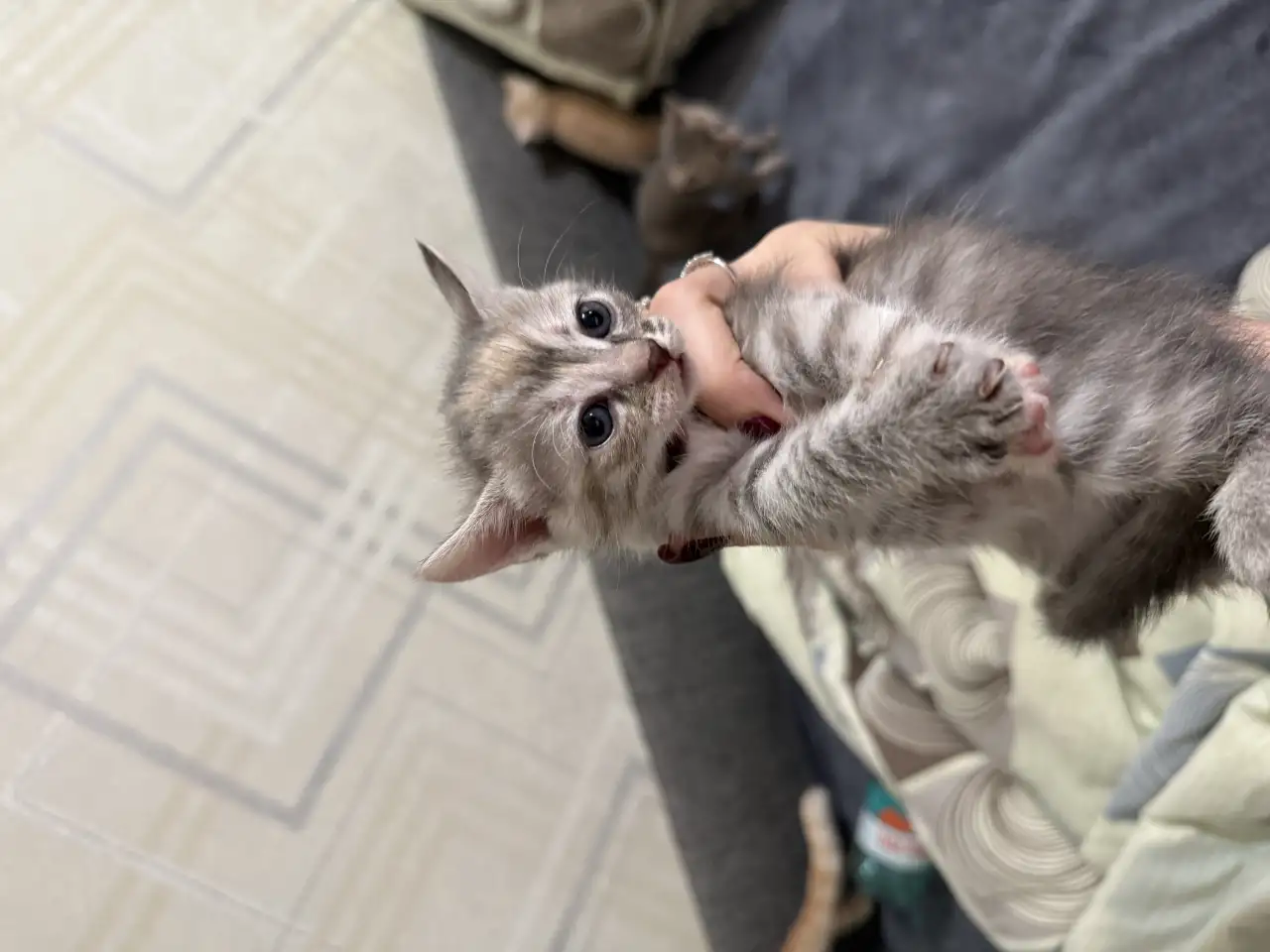 Котята в дар, фотография 5