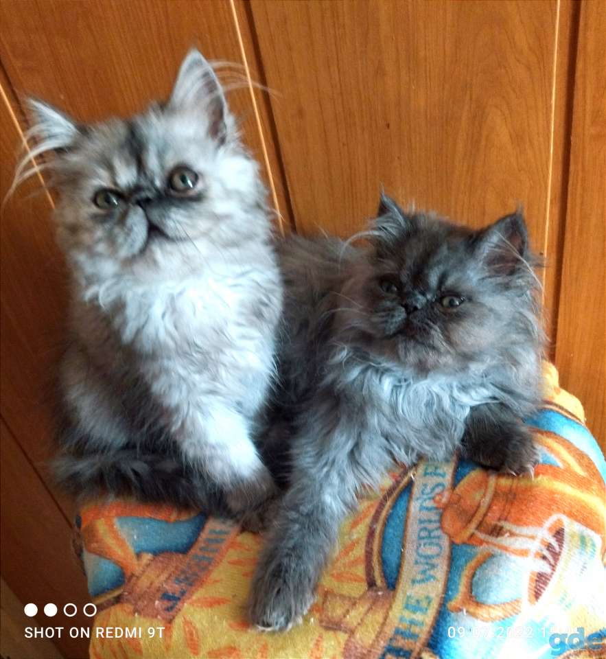 Персидские котята экстремалы чистокровные персы., фотография 11