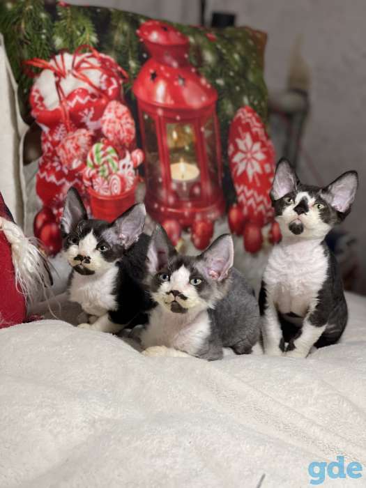 Котята девон рекса, фотография 2