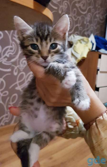 Котята бесплатно., фотография 6