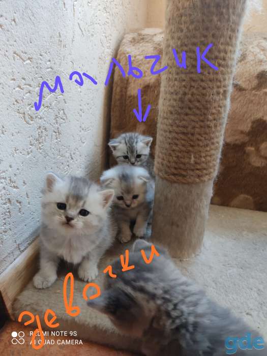 шотландские котята, фотография 3