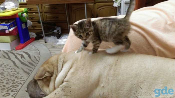 Отдам котенка в хорошие руки, фотография 4