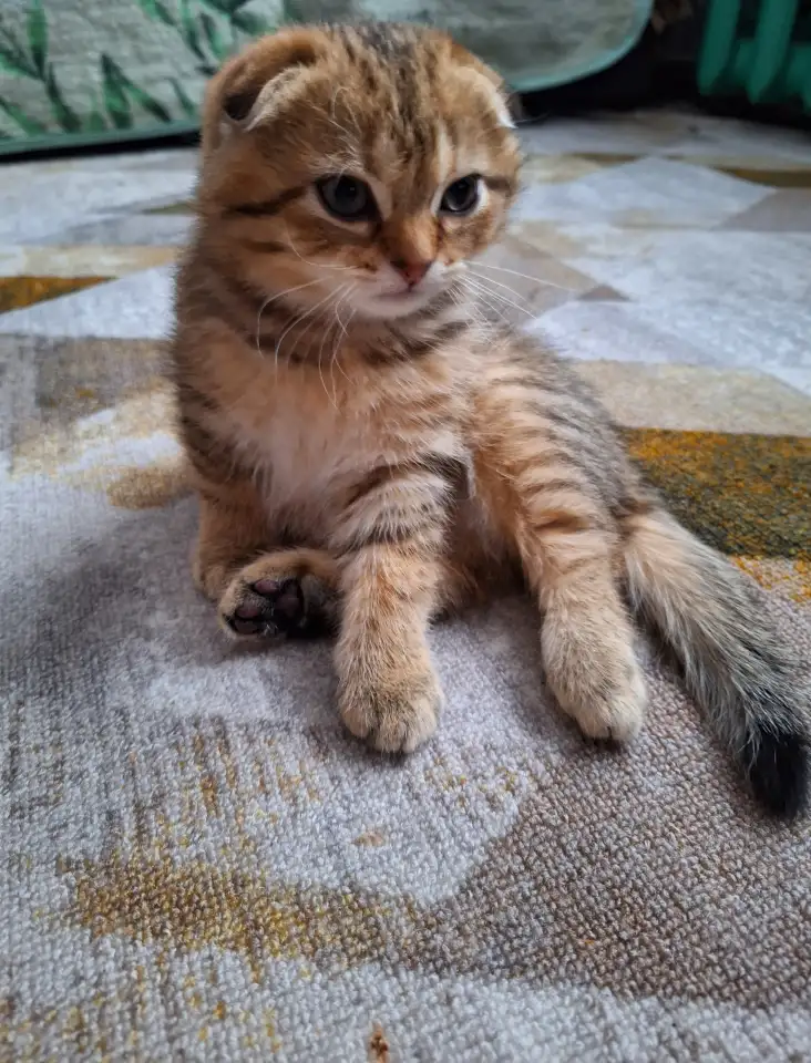 Шотландский котёнок, фотография 1
