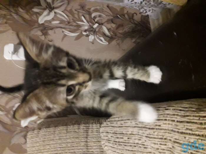 Котенок, фотография 1