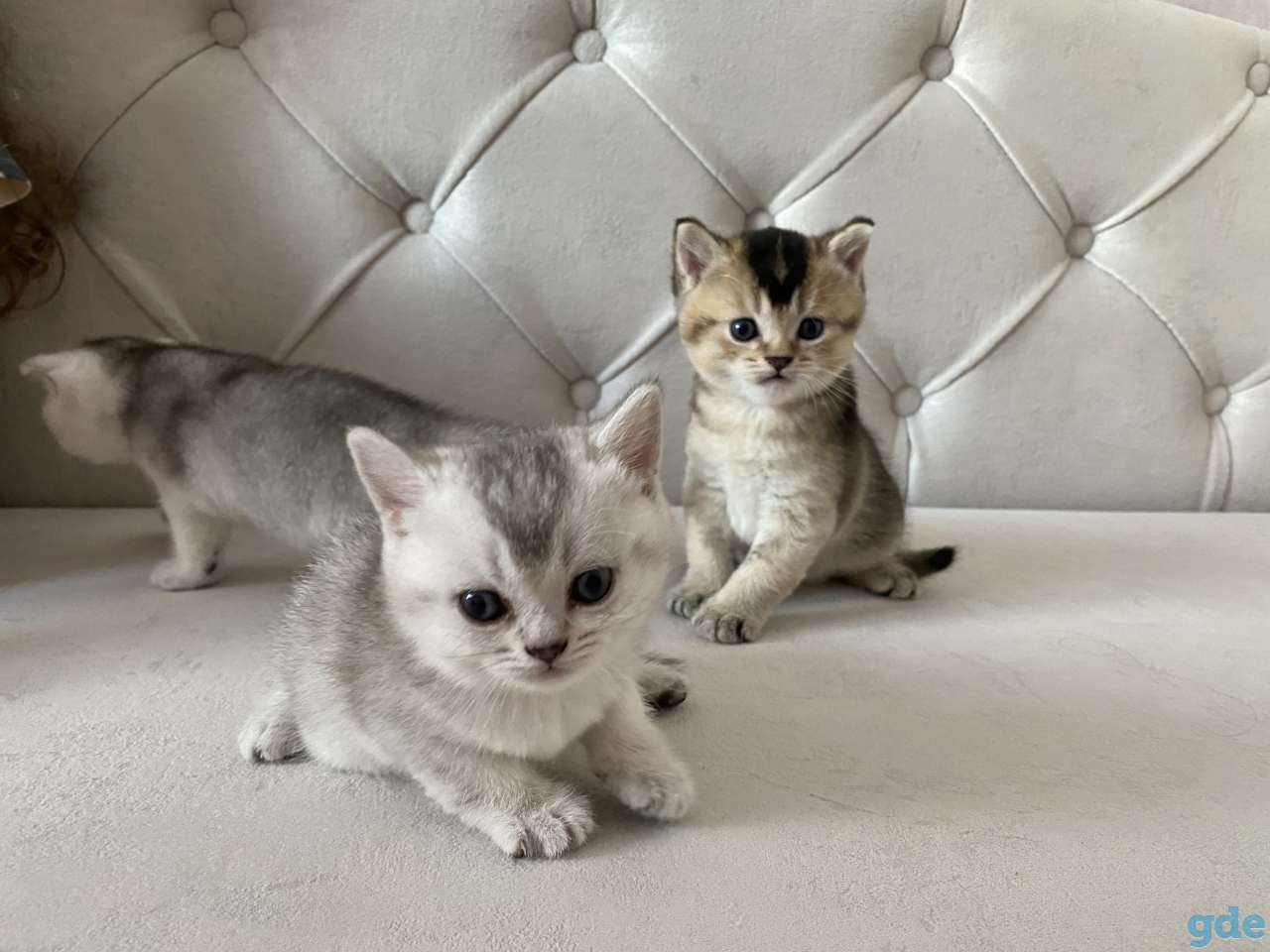 Шотландские котята, фотография 1