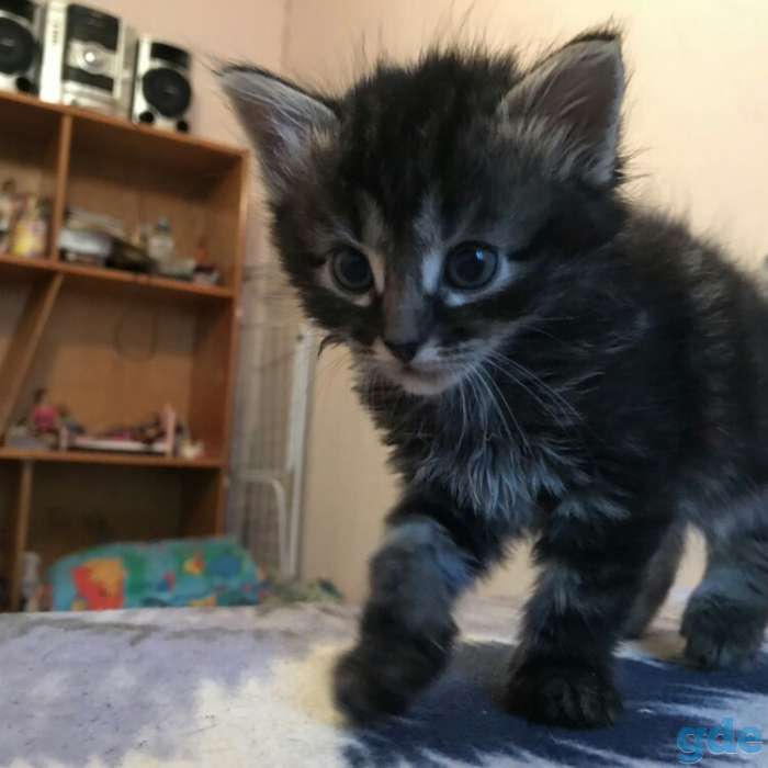 Котята в дар, фотография 3