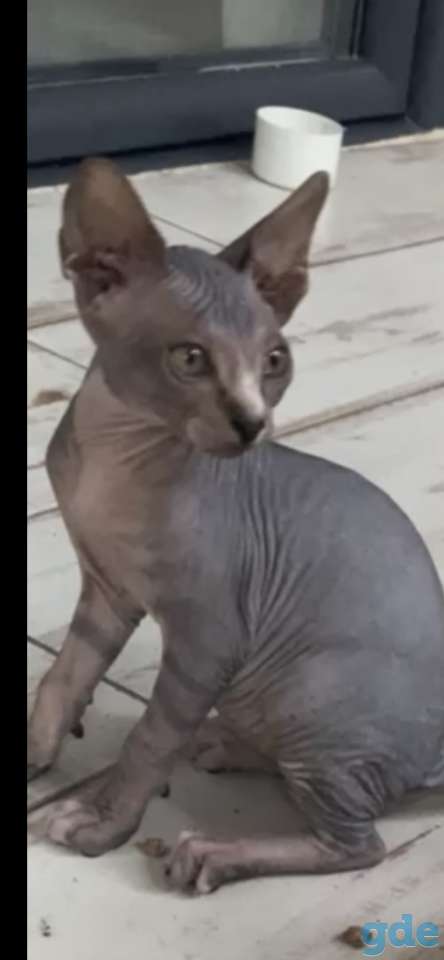 Котята Канадского Сфинкса, фотография 2