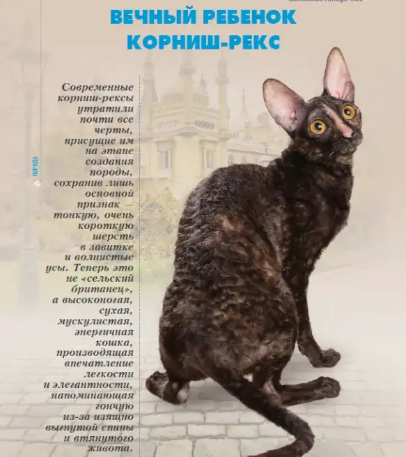 Передержка Домашних Питомцев, фотография 1
