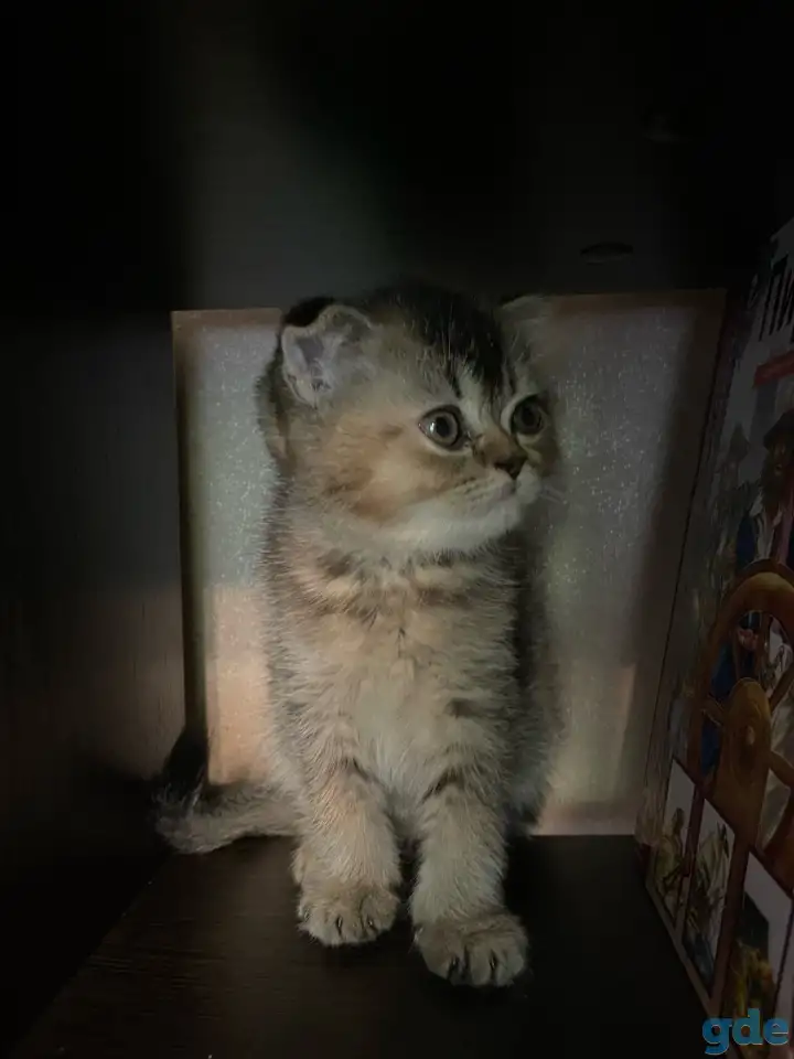 Котята ШОТЛАНДЦЫ, фотография 6