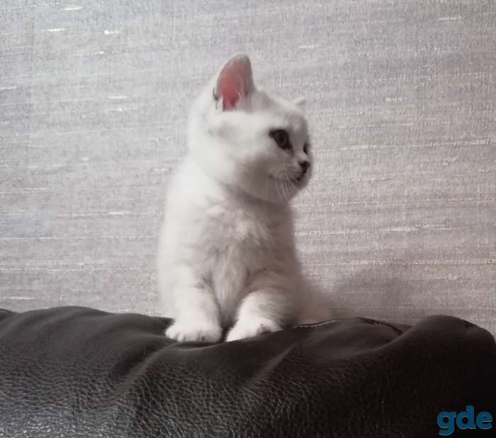 Котята, фотография 5