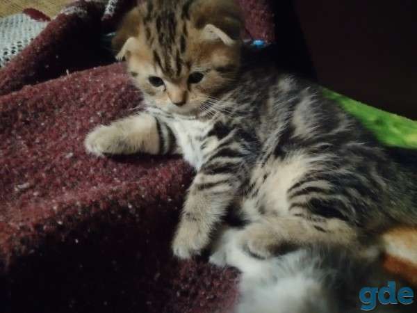 Шотландские котята, фотография 2