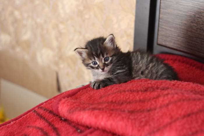 отдам домашних котят, фотография 6