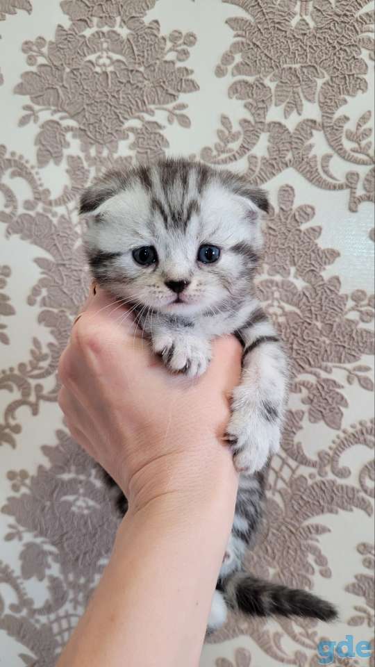 Шотландские котята, фотография 8