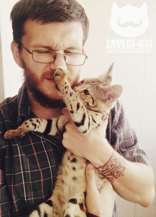 Коты Саванна Ф1 у вас дома!, фотография 4