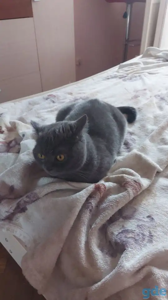 Кошка Британка 3г, фотография 1