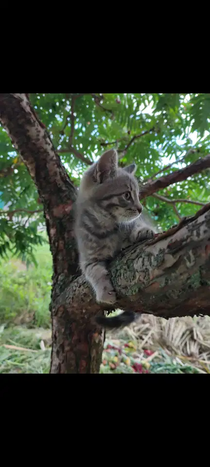Кошечка, фотография 1