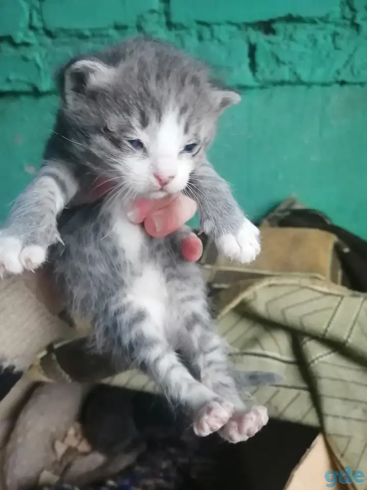 Котята ищут дом, фотография 4