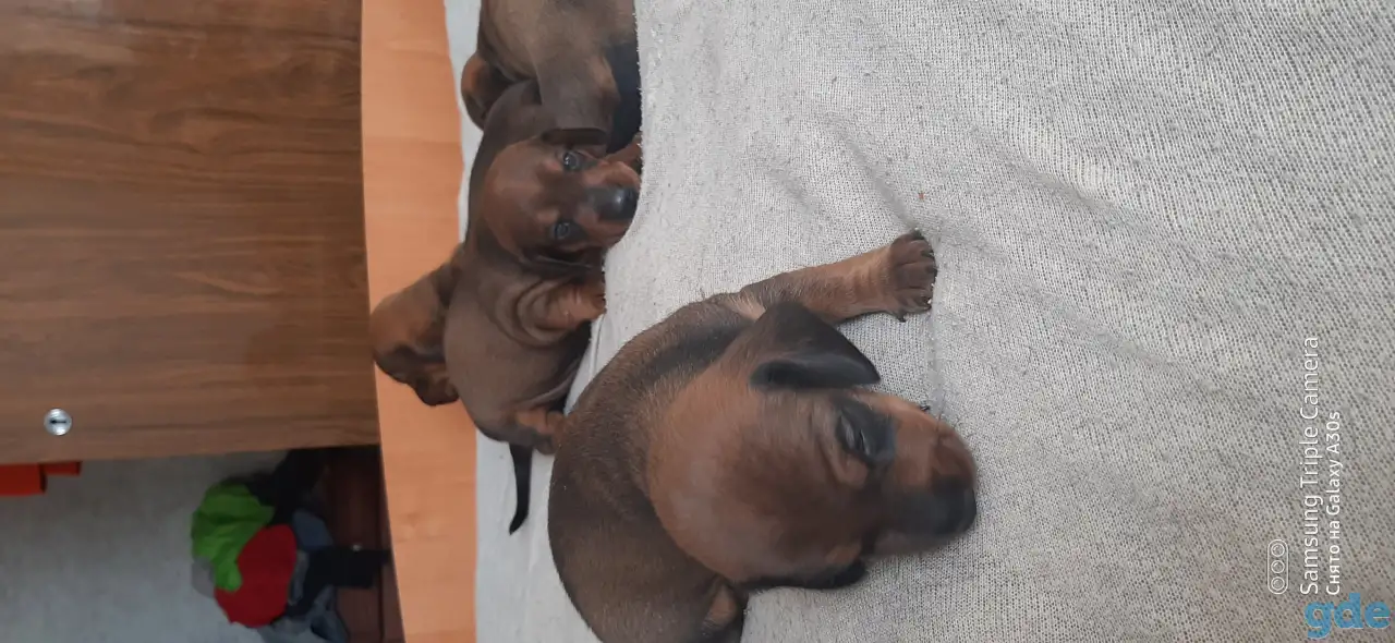 Щенки таксы, фотография 5