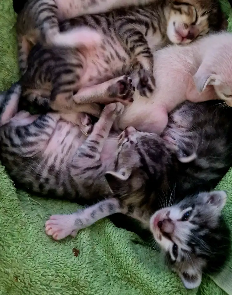 Ориентальные котята, фотография 2