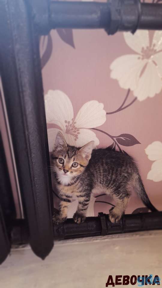 Котята в дар, фотография 3