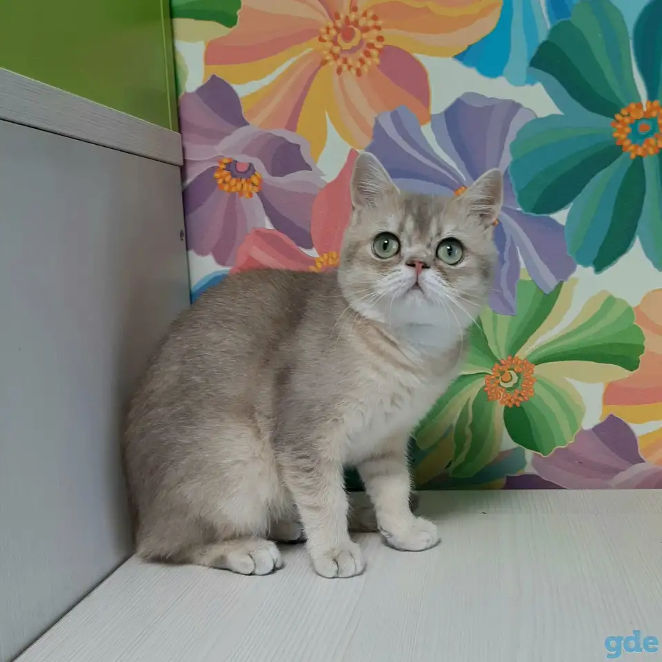 Шотландский кот голубая золотая шиншилла, фотография 4