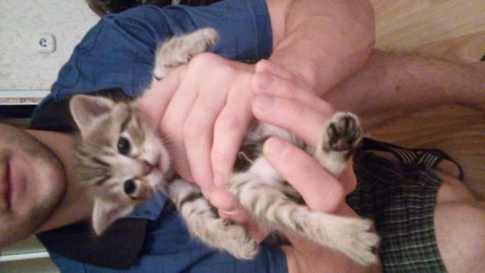 Отдам котят, фотография 6