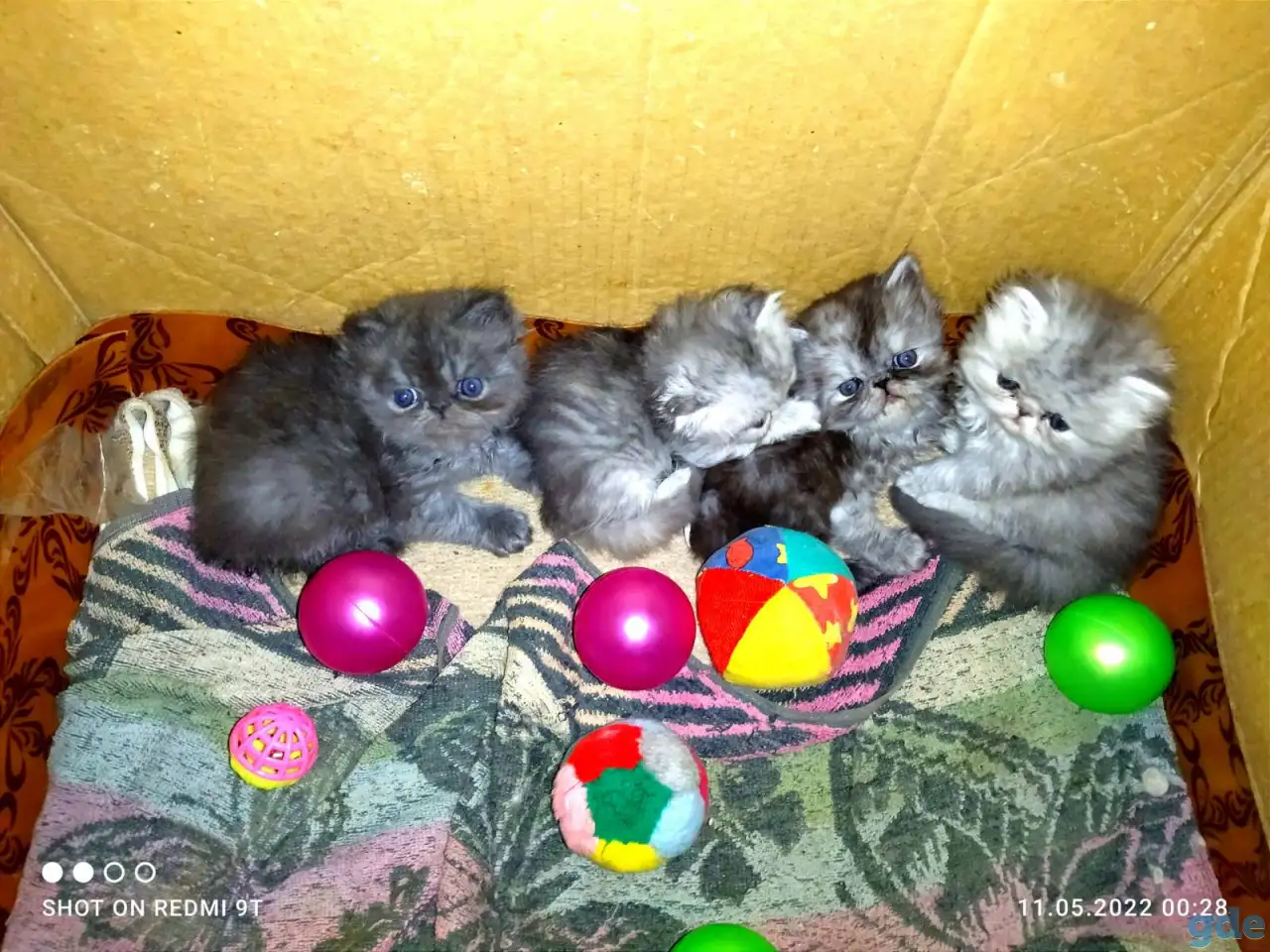 Персидские котята Экстремального типа чистокровные. Персы., фотография 3