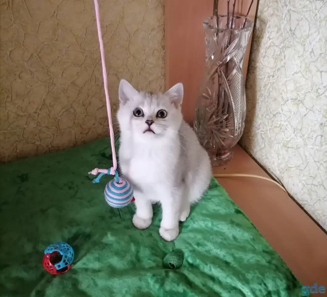 Британские котята окраса серебристая шиншилла, фотография 1