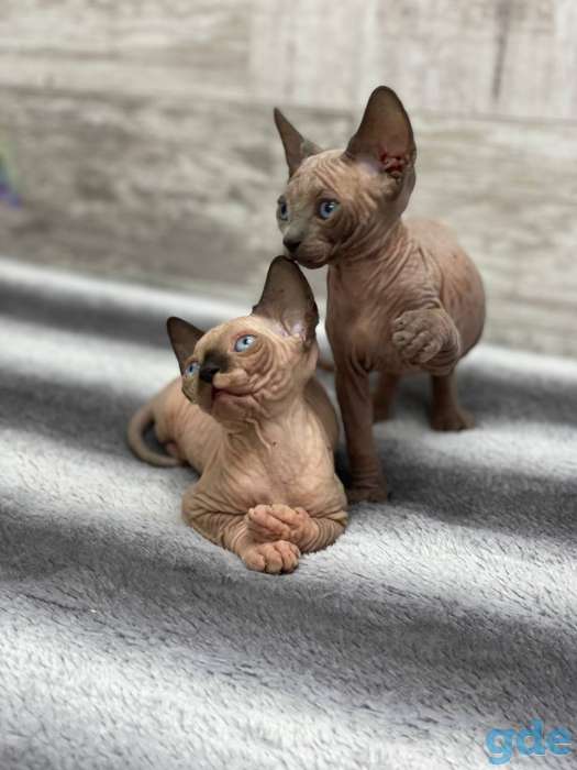 Котята канадского сфинкса, фотография 3