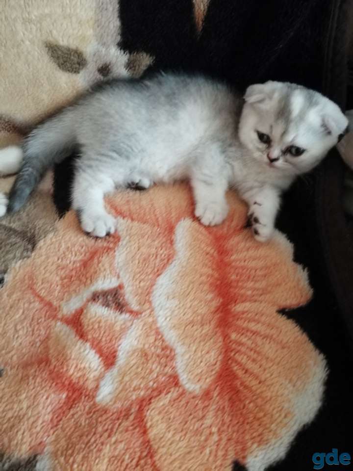 Чистокровные шотландские котята, фотография 4